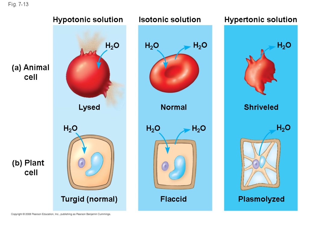 Fig. 7-13 Hypotonic solution (a) Animal cell (b) Plant cell H2O Lysed H2O Turgid